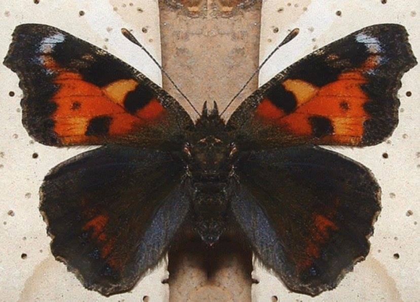 Aglias urticae (aberration) (Internet Image property of respective owner, non-commercial use only)